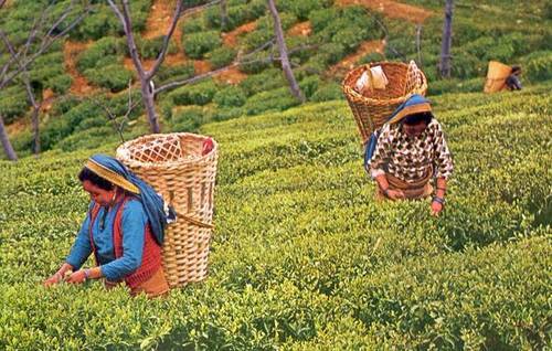 Darjeeling Tour Package